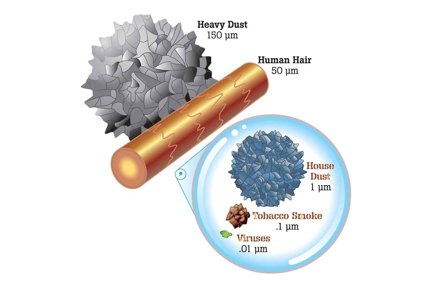 Comparing particulate sizes of human hair and viruses